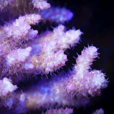 画像3:  IF Acropora SSC  No.112 (3)