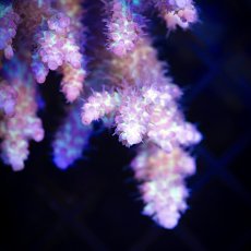 画像4:  IF Acropora SSC  No.112 (4)