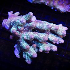 画像1: MK Acropora No.3 (1)