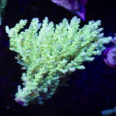 画像1: MK Acropora No.1 (1)