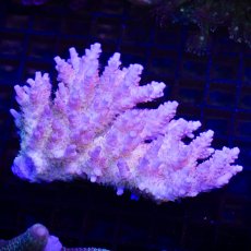 画像1: MK Acropora No.2 (1)