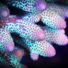 画像2: MK Acropora No.3 (2)