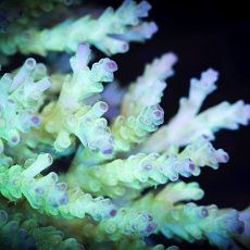 画像2: MK Acropora No.1 (2)