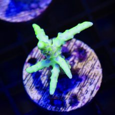 画像1: CE Anacropora Green Goblin (1)