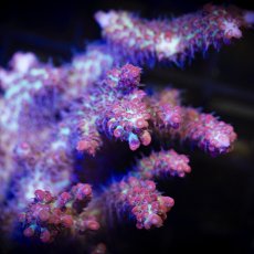 画像2: MK Acropora  SSC No.1 (2)