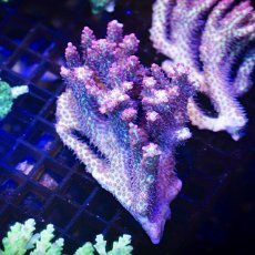 画像1: MK Acropora  SSC No.2 (1)