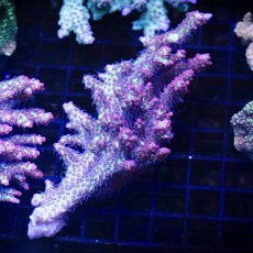 画像1: MK Acropora  SSC No.1 (1)