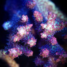 画像2: MK Acropora  SSC No.2 (2)